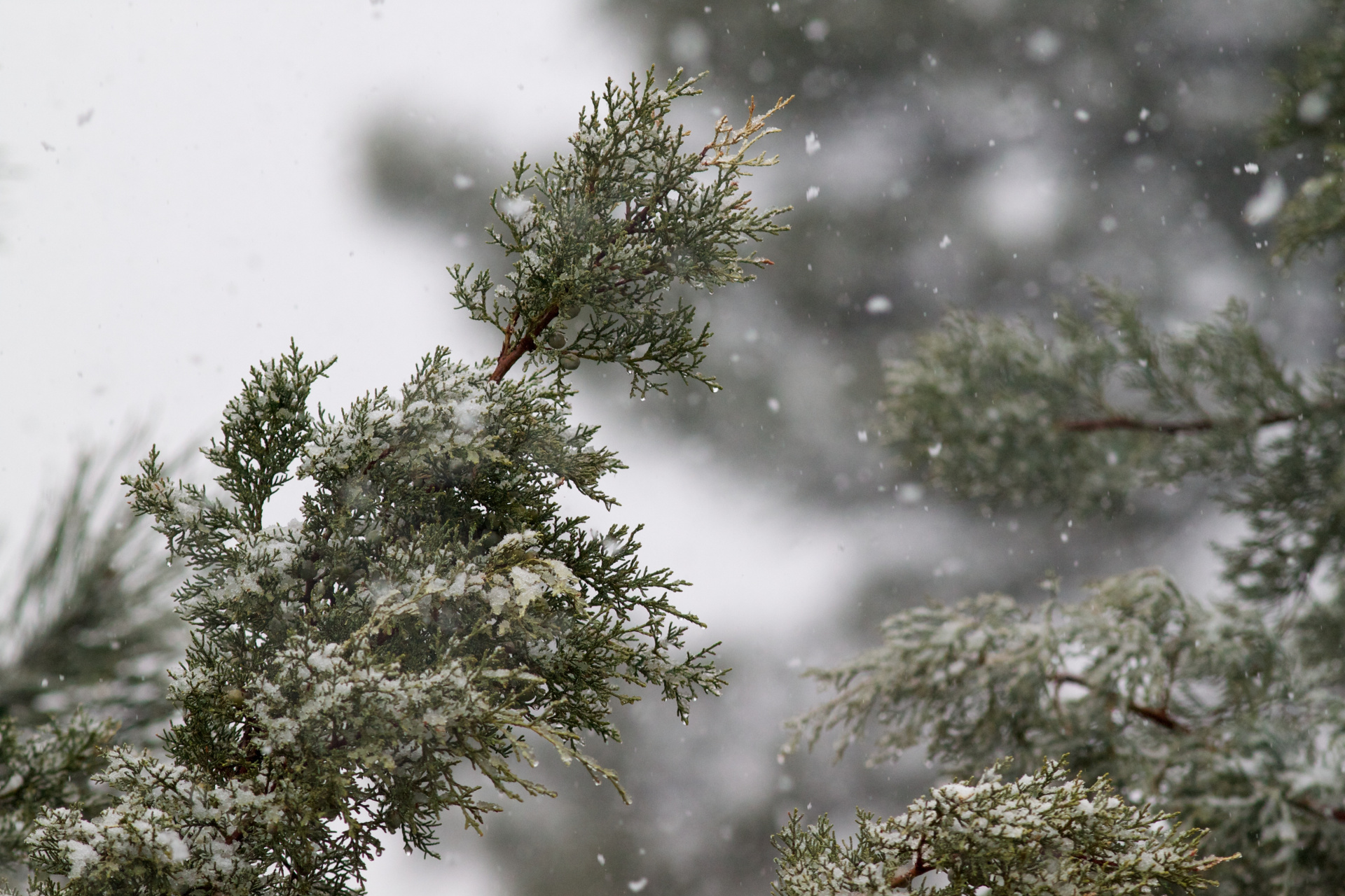 snow on junipers