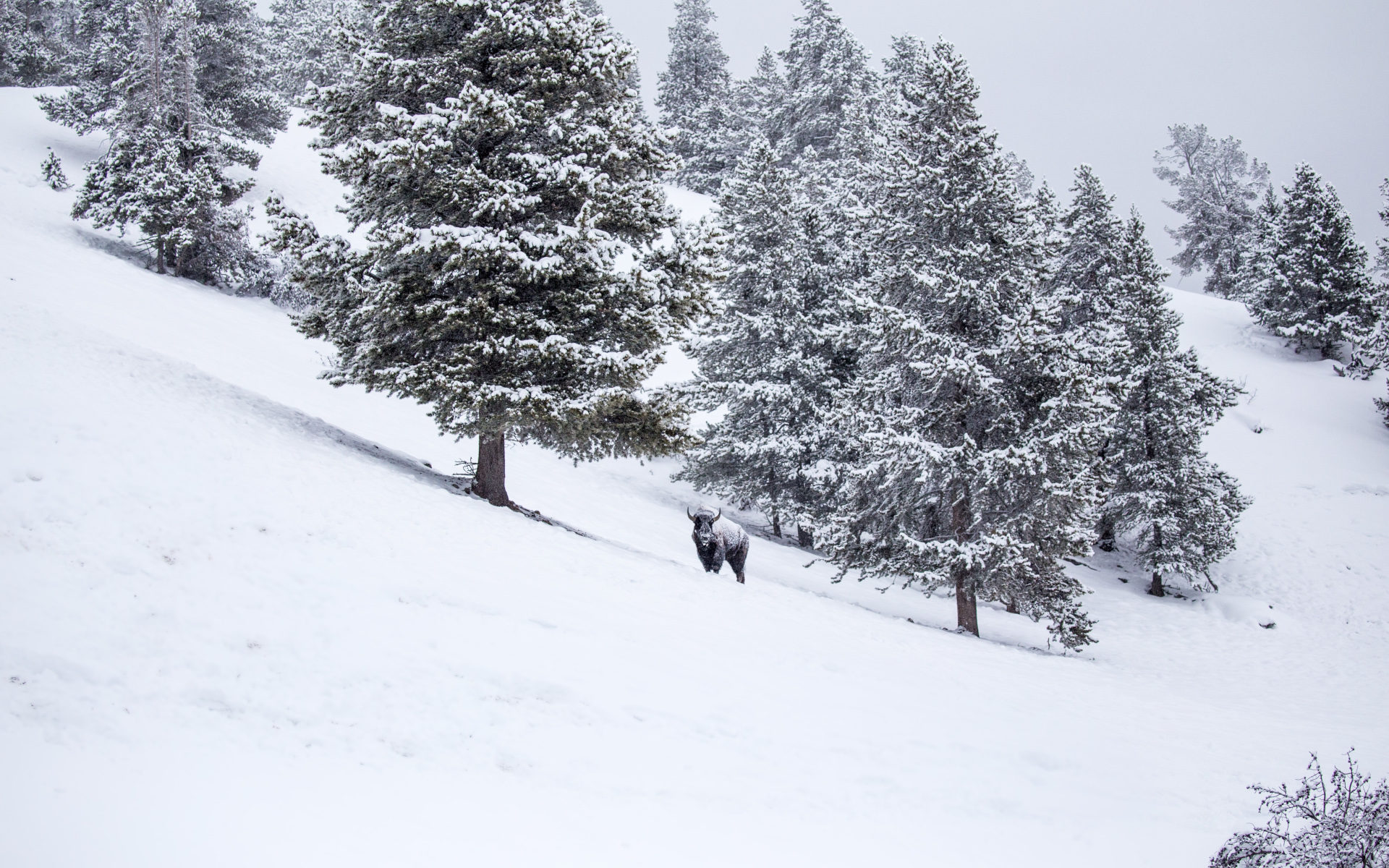 bison in a snowstorm