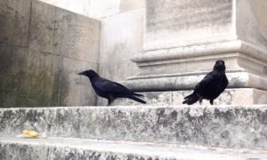 two crows on marble steps